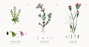 Images Dated 21st November 2017: Small Bitter Milkwort, Polygala Austriaca, Victorian Botanical Illustration, 1863