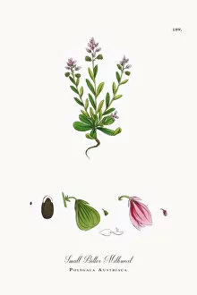 Images Dated 2nd October 2017: Small Bitter Milkwort, Polygala Austriaca, Victorian Botanical Illustration, 1863