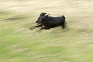 Small black dog running through a meadow, Wilhelmsburg, Hamburg, Hamburg, Germany