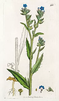 Images Dated 19th May 2016: Small bugloss