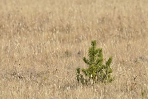 Images Dated 23rd September 2012: Small coniferous tree in autumn coloured grass