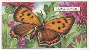 Small Copper Butterfly, Butterflies and Moths series, Gallaher Collectible Tobacco Card, 1938