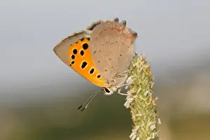 Neunkirchen Prints: Small Copper -Lycaena phlaeas- basking on a grass flower
