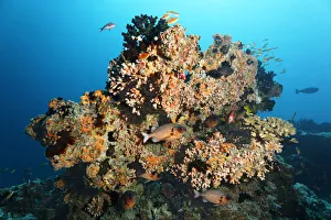 Images Dated 10th August 2014: Small coral reef with Black Sun Coral -Tubastrea micranthus