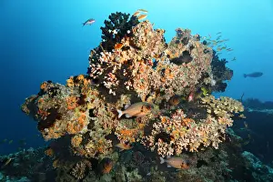 Small coral reef with Black Sun Coral -Tubastrea micranthus-, and Dendrophyllia gracilis coral -Dendrophyllia gracilis-, stony corals, Shadowfin soldierfish -Myripristis adusta-, Embudu channel, Tilla, South Male Atoll, Maldives