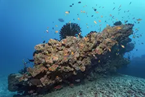 Maldives Prints: Small coral reef with Tubastrea micranthus sun coral -Tubastrea micranthus