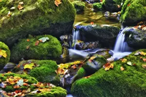 Small creek in a forest with a waterfall, Bavarian Forest National Park, Bavaria, Germany, Europe