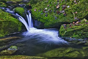 Forest Brook Prints: Small creek in a forest with a waterfall