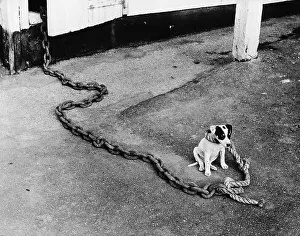 Tied Up Prints: Small Dog on Large Chain