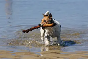 Snout Prints: Small dog playing in water, retrieving stick