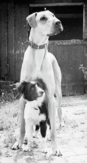 Kent Prints: Small Dog Standing Under Great Dane