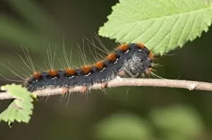 Small Eggar moth -Eriogaster lanestris-, adult caterpillar, Lake Kerkini region, Greece, Europe