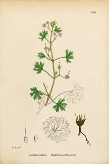 Images Dated 15th March 2017: Small-flowered Cranesbill, Geranium Pusillum, Victorian Botanical Illustration, 1863