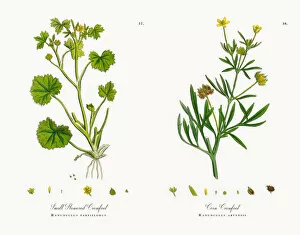 Images Dated 9th November 2017: Small Flowered Crowfoot, Ranunculus parviflorus, Victorian Botanical Illustration, 1863