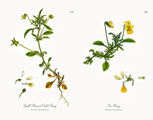 Images Dated 21st November 2017: Small-Flowered Field Pansy, Viola Arvensis, Victorian Botanical Illustration, 1863