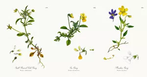Images Dated 21st November 2017: Small-Flowered Field Pansy, Viola Arvensis, Victorian Botanical Illustration, 1863
