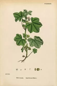 Images Dated 11th March 2017: Small-flowered Mallow, Malva borealis, Victorian Botanical Illustration, 1863