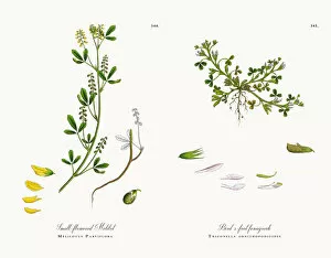 Images Dated 11th December 2017: Small-flowered Melilot, Melilotus Parviflora, Victorian Botanical Illustration, 1863