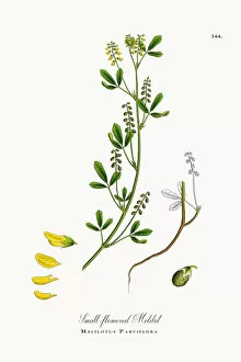 Images Dated 16th October 2017: Small-flowered Melilot, Melilotus Parviflora, Victorian Botanical Illustration, 1863