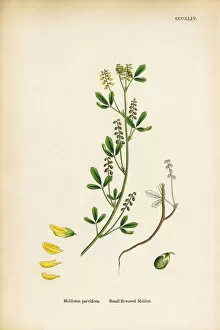 Images Dated 9th June 2017: Small-flowered Melilot, Melilotus Parviflora, Victorian Botanical Illustration, 1863