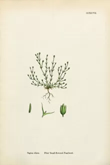 Images Dated 24th February 2017: Small-flowered Pearlwort, Sagina ciliata, Victorian Botanical Illustration, 1863