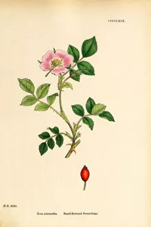 Images Dated 5th June 2018: Small-flowered Sweetbriar, Rosa micrantha, Victorian Botanical Illustration, 1863
