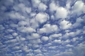 Images Dated 7th September 2014: Small fluffy clouds, Cirrocumulus