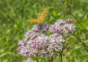 Small Fritillary -Issoria lathonia- on Grauer Alpendost -Adenostyles alliariae-, Bavaria, Germany