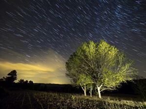 Ethereal Collection: Small group of trees with colorful leaves under a night sky of stars moving