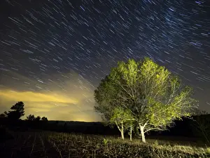 Moving Activity Prints: Small group of trees with colorful leaves under a night sky of stars moving