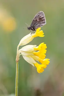 Primrose Prints: Small Heath Butterfly -Coenonympha pamphilus- on Cowslip -Primula veris