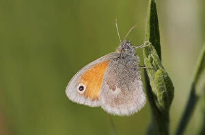 Images Dated 5th June 2010: Small Heath -Coenonympha pamphilus-