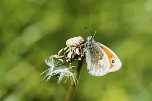 Images Dated 7th June 2014: Small Heath -Coenonympha pamphilus-