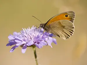 Sucking Prints: Small Heath -Coenonympha pamphilus- sucking nectar, Thuringia, Germany