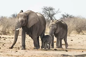Small herd of African Bush Elephants -Loxodonta africana- marching with a calf, Etosha National Park, Namibia