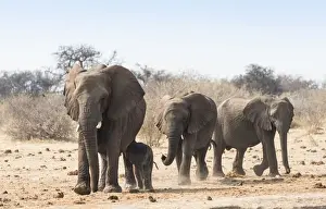 Small herd of African Bush Elephants -Loxodonta africana- marching with a calf, Etosha National Park, Namibia