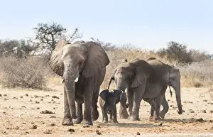 Baby Elephant Prints: Small herd of African Bush Elephants -Loxodonta africana- marching with a calf