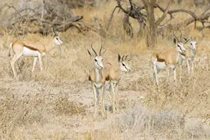 Springbok Prints: Small herd of Springboks -Antidorcas marsupialis-, Etosha National Park, Namibia