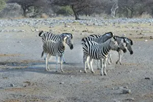 Small herd of zebra, Burchells zebras -Equus quagga burchellii-, Etosha National Park, Namibia