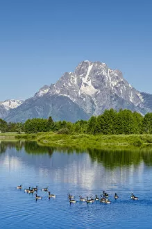 Large Group Of Animals Collection: Small lake in Grand Teton National Park, Wyoming, USA