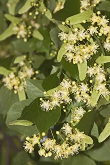 Images Dated 9th June 2012: Small-leaved lime -Tilia cordata-, flowers