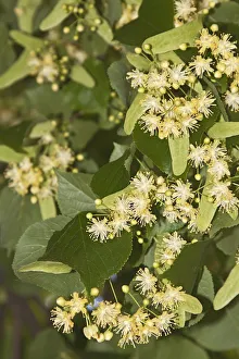 Images Dated 9th June 2012: Small-leaved lime -Tilia cordata-, flowers