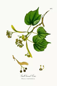 Images Dated 11th October 2017: Small-leaved Lime, Tilia parvifolia, Victorian Botanical Illustration, 1863