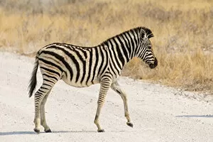 Small Plains Zebra or Burchells Zebra -Equus quagga burchelli- crossing a road, Etosha National Park, Namibia