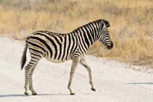 Savannah Prints: Small Plains Zebra or Burchells Zebra -Equus quagga burchelli- crossing a road