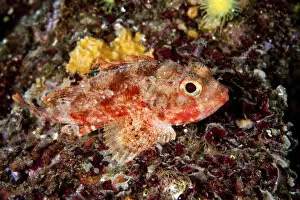 Marine Animal Collection: Small red scorpionfish -Scorpaena notata-, Mediterranean Sea, Croatia