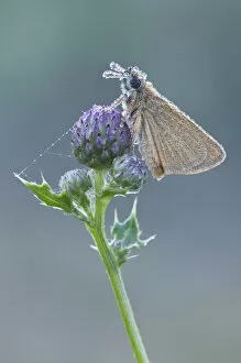 Images Dated 10th July 2011: Small Skipper -Thymelicus sylvestris-, Haren, Emsland region, Lower Saxony, Germany, Europe