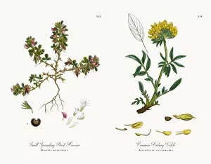 Images Dated 7th December 2017: Small Spreading Rest-Harrow, Ononis reclinata, Victorian Botanical Illustration, 1863