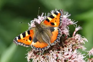 Varieties Prints: Small Tortoiseshell (Aglais urticae) on flowering Eupatorium