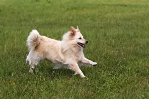 Half Prints: Small white dog, spitz half-breed (Canis lupus familiaris), running in a meadow, male